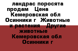 ландрас поросята продам › Цена ­ 3 500 - Кемеровская обл., Осинники г. Животные и растения » Другие животные   . Кемеровская обл.,Осинники г.